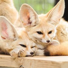 Схема вышивки «лисы»