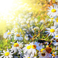 Схема вышивки «№1112929»