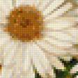 Предпросмотр схемы вышивки «ромашки» (№1112955)