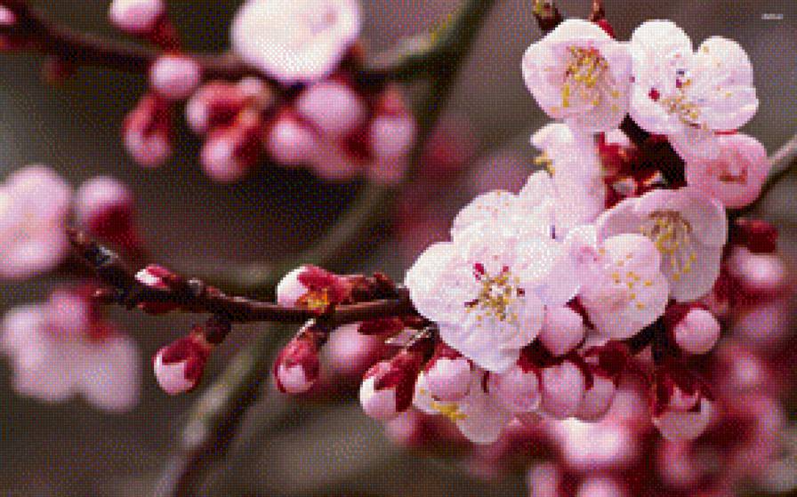 Сакура в цверу - ветвь, сакура - предпросмотр