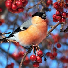 Схема вышивки «снегирь и рябина»