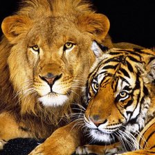 Схема вышивки «необыкновенная любовь»