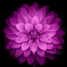 Схема вышивки «Цветок»