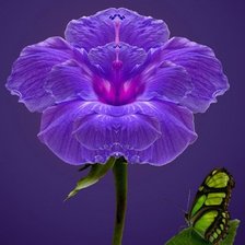 Схема вышивки «Цветок и бабочка»