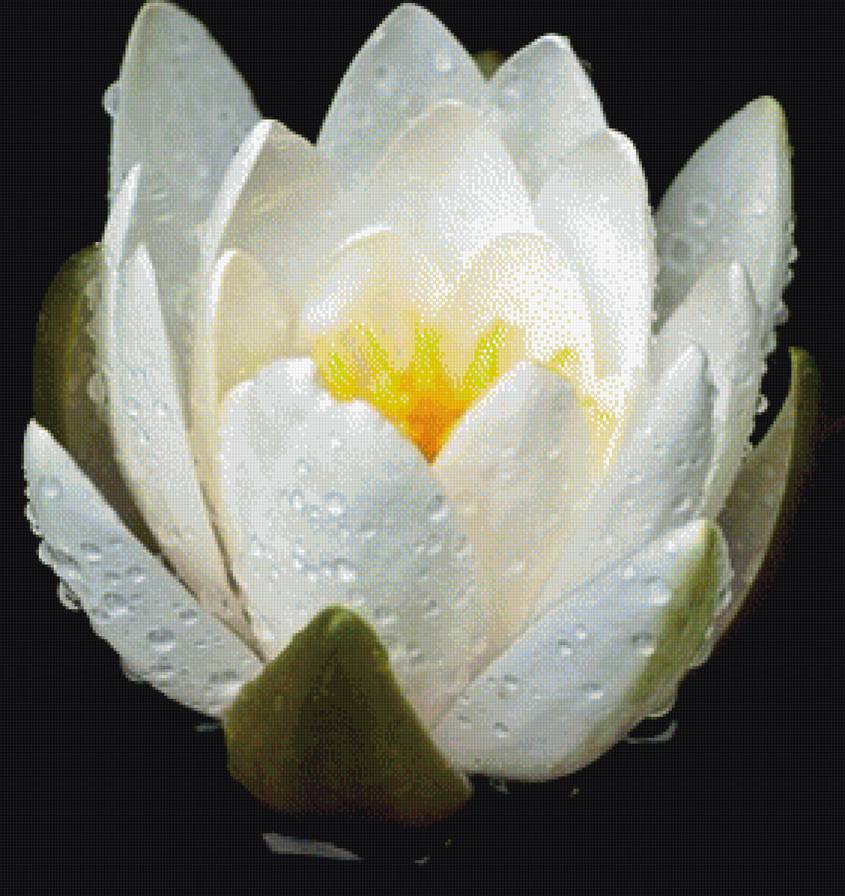 Лотос - цветы, природа, лотос - предпросмотр