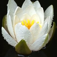 Схема вышивки «Лотос»