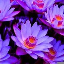 Схема вышивки «Лотосы»