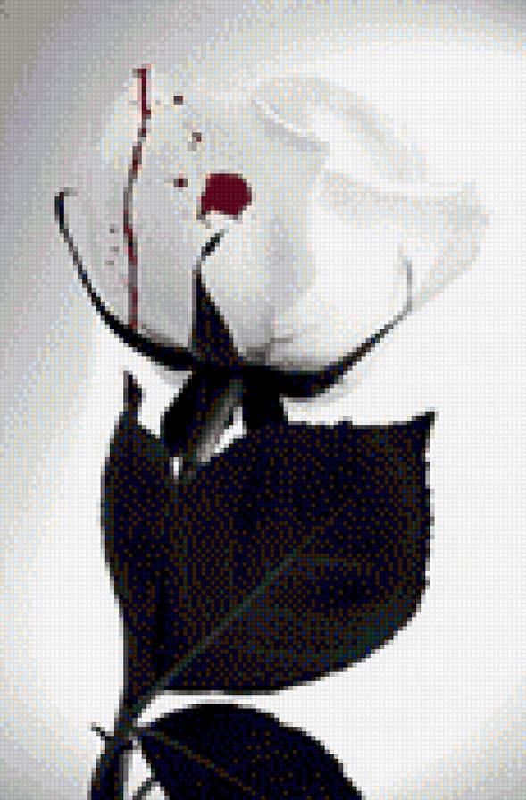 Белая роза - предпросмотр