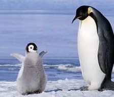 Схема вышивки «пингвин75»