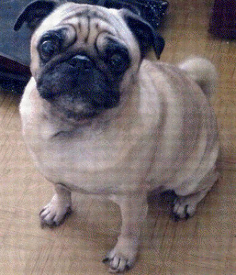 Мопсик - мопс, собака, мимими - предпросмотр