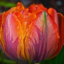 Схема вышивки «тюльпан»