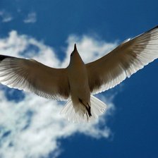 Схема вышивки «Чайка»