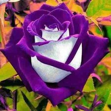 Схема вышивки «Редкая роза»