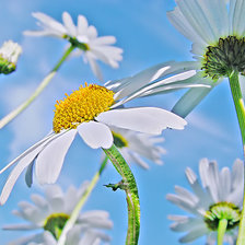 Схема вышивки «пра»