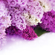 Схема вышивки «Сирень»