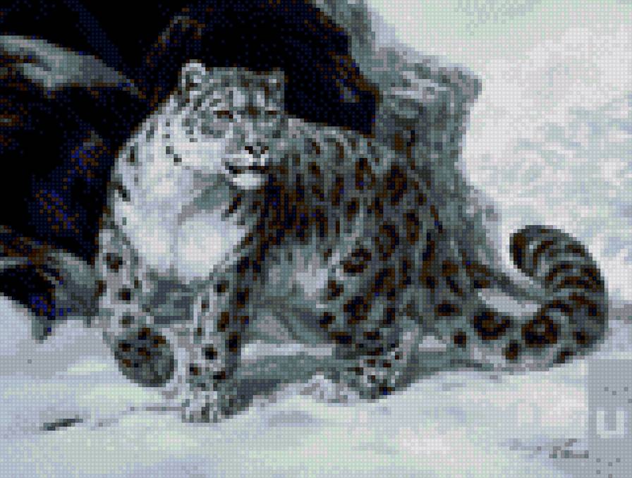 Снежный барс Ирбис - кот, снег, барс - предпросмотр