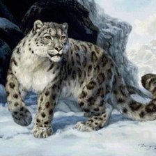 Снежный барс Ирбис