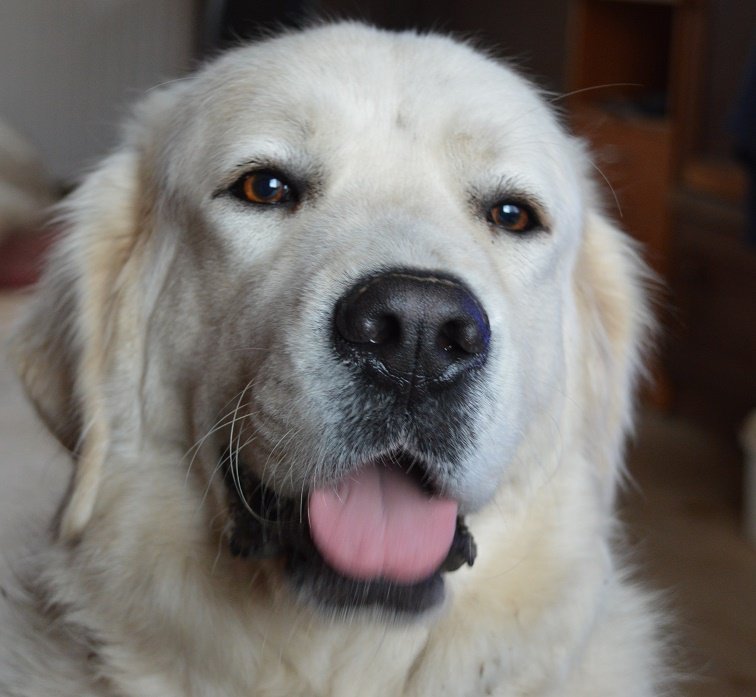 Nika - подгалянская овчарка собаки - оригинал