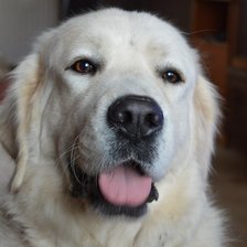 Схема вышивки «Nika»