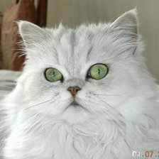 Схема вышивки «Маська»