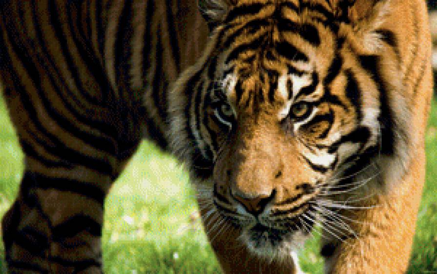 Внимательный взгляд - дикие кошки, глаза, зверь, животное, взгляд, тигр, большие кошки - предпросмотр