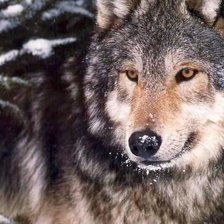 Схема вышивки «зимний волк»