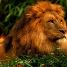 Схема вышивки «лев»