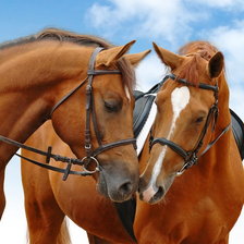 Схема вышивки «Пара лошадей»