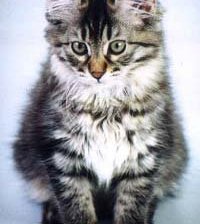 Схема вышивки «бобтейл»