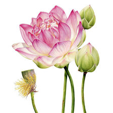 Схема вышивки «лотос 1»