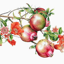 Схема вышивки «ветка граната»