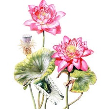 Схема вышивки «лотос»