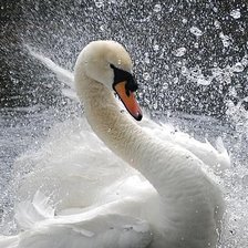 Схема вышивки «№1118006»