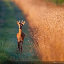 Схема вышивки «лань»