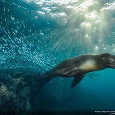 Схема вышивки «морской котик»