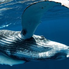 Схема вышивки «кит»