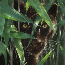 Схема вышивки «В засаде.»