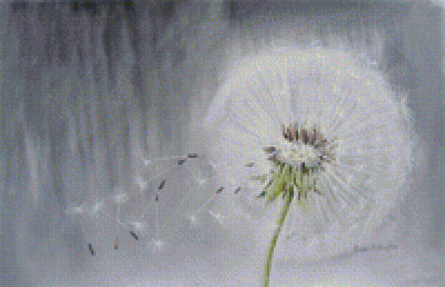 Акварель одуванчик - одуванчик, акварель, картина - предпросмотр