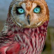 Схема вышивки «Совушка»