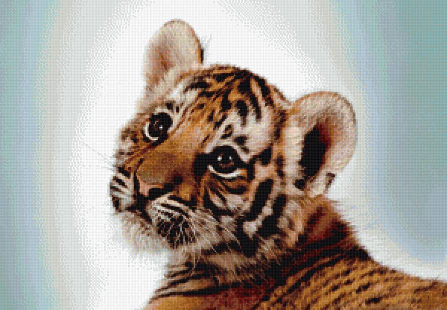 тигренок - животные, малыш, тигр - предпросмотр