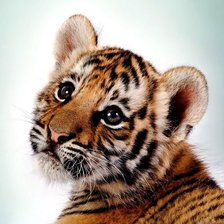 Схема вышивки «тигренок»