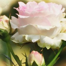 Схема вышивки «роза»