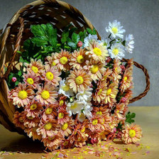 корзина хризантем