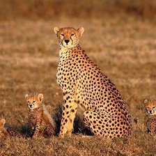 Схема вышивки «Гепарды.»