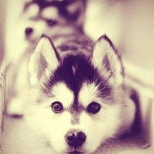 Схема вышивки «Хаски»