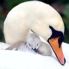 Схема вышивки «лебедь»