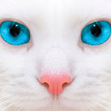 Схема вышивки «кошка»