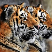 Схема вышивки «№1120131»