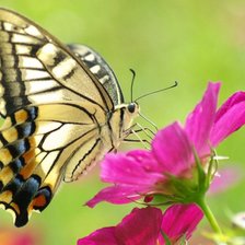 Схема вышивки «Бабочка»