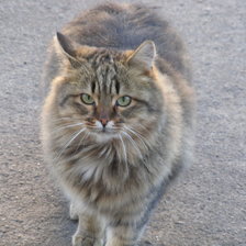 Схема вышивки «кот»